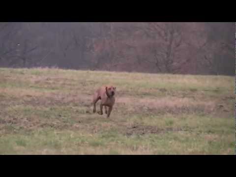 Coursing trénink 17.11.2012 -  RR Ron