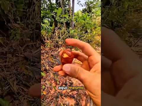 Buriti do Tocantins ☺️ #plantas #natureza #viagem #tocantins