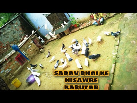 BEST HIGHFLYER NISAWRE KABUTAR IN FARUKHABAD (SADAV BHAI KE NISAWRE KABUTAR)