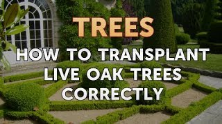 How to Transplant Live Oak Trees Correctly