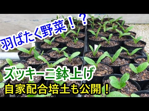 , title : '【ズッキーニ鉢上げ】約10日程前に蒔いて発芽したズッキーニ。10.5ｃｍポットに鉢上げ。自家配合の育苗・鉢上げ培土の詳細も大公開！'