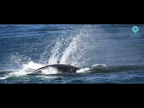 02. El-Hafiz - Koji čuva - Serijal "Zato što si ti Allah"