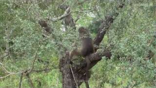 Safari Best of Kruger Park - Krüger Nationalpark - Südafrika