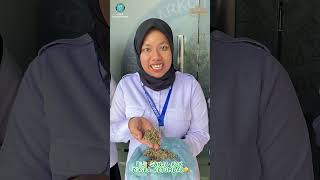 Download lagu Jangan sampai salah mengenal ganja ya guys mp3 Download lagu Jangan sampai salah mengenal ganja ya guys mp3