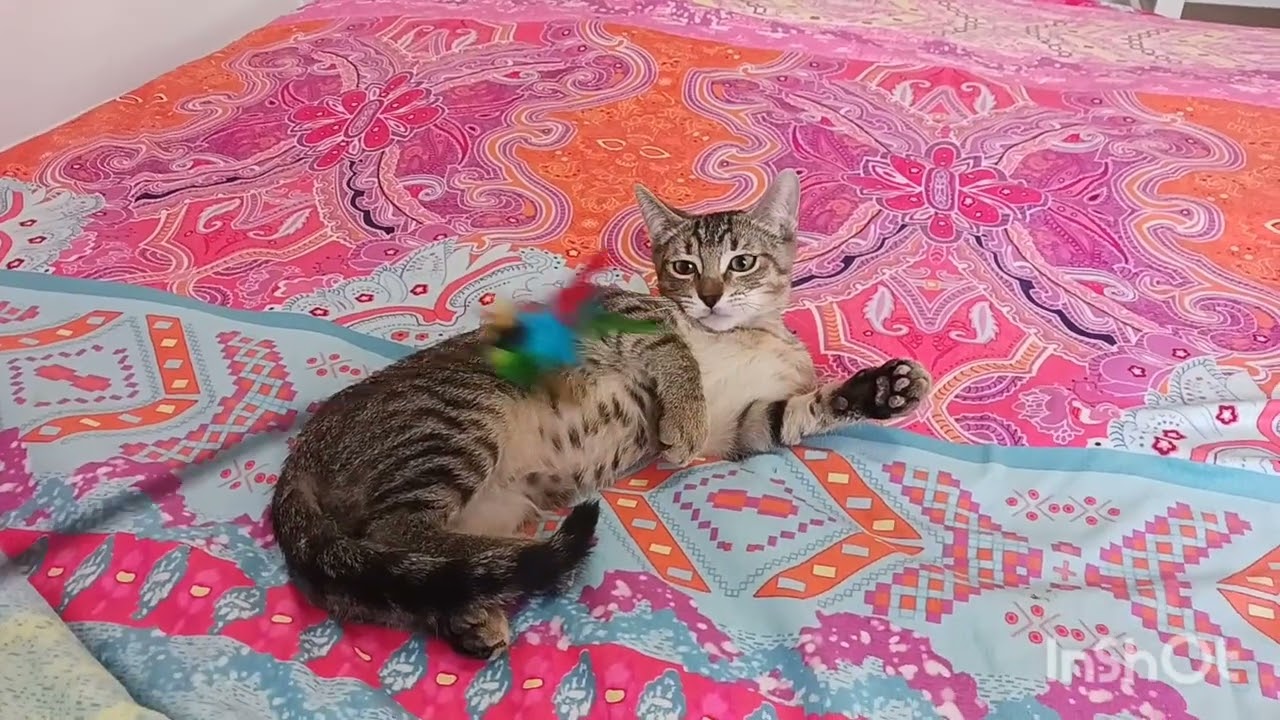 Harry Sebastian, a Adoptable mixed breed in Mesa, AZ video 4/4