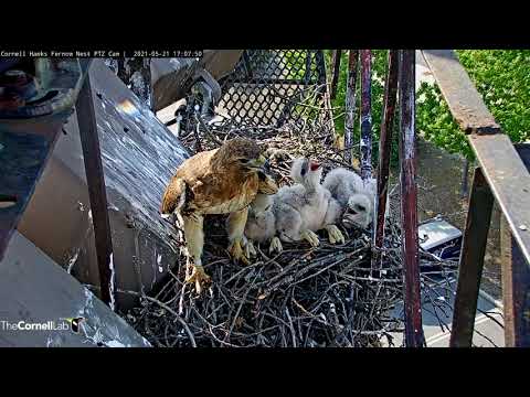 Big Red And Chicks Line Up In A Row At Cornell Hawks Nest – May 21, 2021
