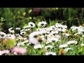 HD Flower Video Amazing Nature Free HD Videos No Copyright