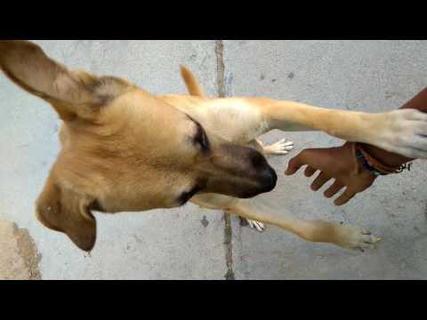 Crazy love story of a dog 🐕