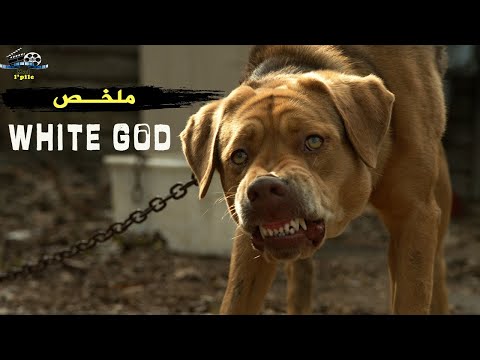 الكلاب هجمات على المدينة من أجل الإنتقام وقتلات بزاف ديال الناس😥🐾 | ملخص فيلم🎦 White God