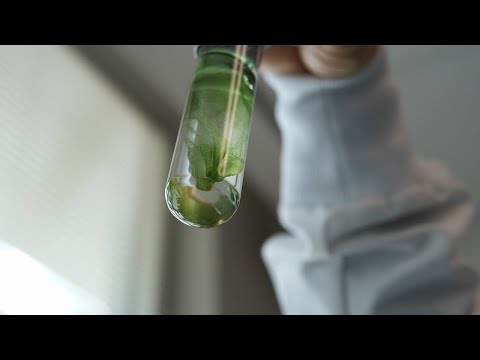 The Water School: Blue-Green Algae