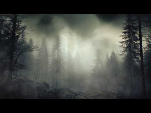 Wind im Fichtenwald: Sturm & Windgeräusche zum Einschlafen & Entspannen (8 Stunden)