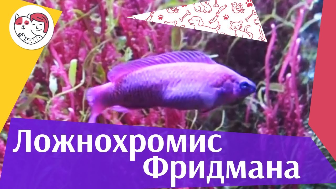 5 особенностей ухода за золотистым ретривером