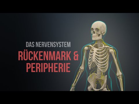 Nervensystem Teil 1 - Rückenmark und Peripherie (Animation)