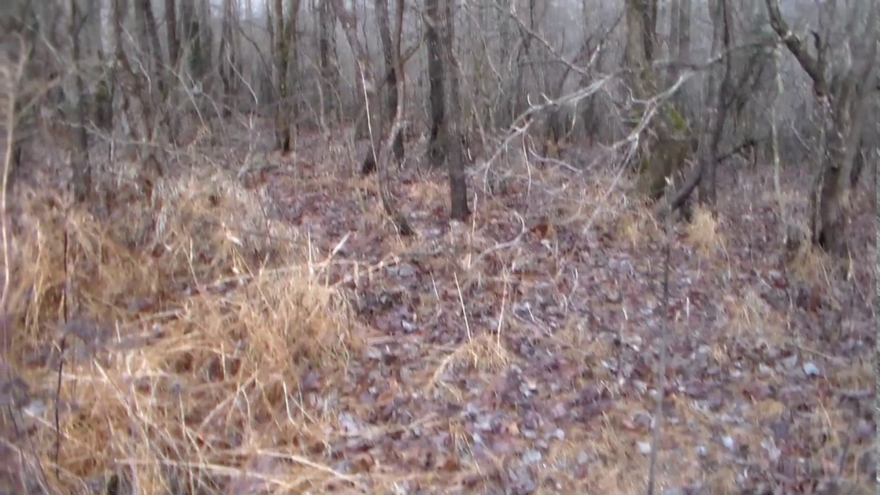 Hart County Hunting Leases: Premium Deer & Turkey Habitat