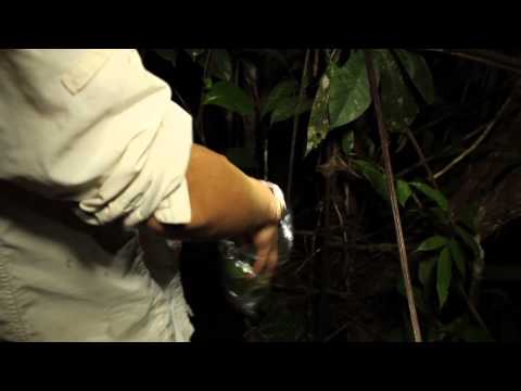 Volunteer and Intern in the Peruvian Rainforest (Manu Biosphere)