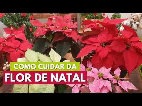 COMO CUIDAR DE POINSETTIA, BICO DE PAPAGAIO OU FLOR DE NATAL. CANAL MEU QUINTAL #poinsettia #natal