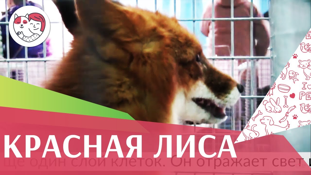 Красная лиса Агропромышленная выставка Золотая осень 2016