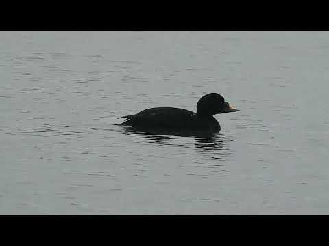 Pato-preto | Melanitta nigra