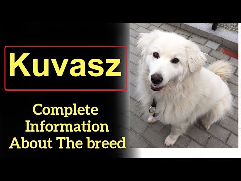 , title : 'Kuvasz  Pros and Cons, Price, How to choose, Facts, Care, History'