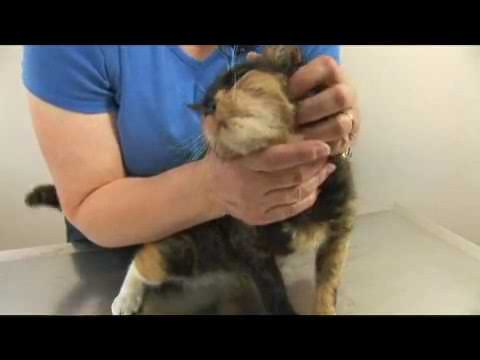 Cat Health: Upper Respiratory Infections