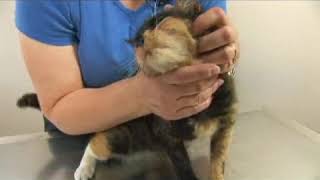 Cat Health: Upper Respiratory Infections