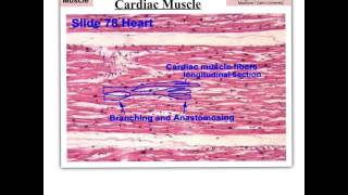 Muscular Tissue Data Show 2015