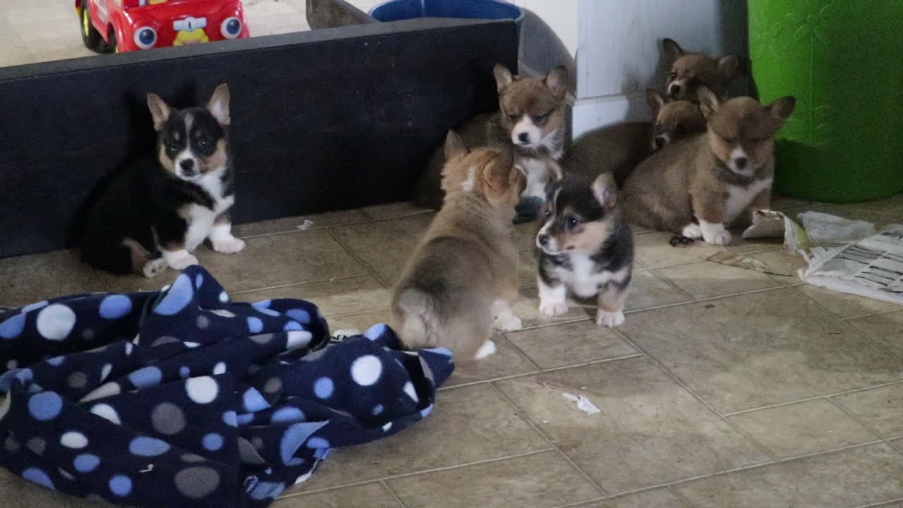 Welsh Corgi Puppies For Sale