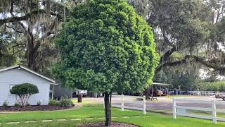 Podocarpus Tree/Planted and Guaranteed