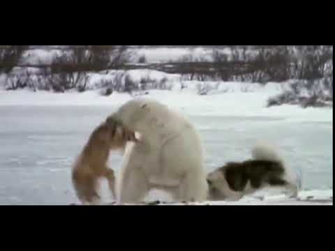 Polar Bear destroying Husky dog
