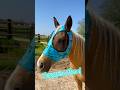 Turquoise Stone! Fly Masks and More! #western #horsegirl #horses #equestrian #barrelrace #rodeo
