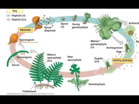 vascular seedless plants life cycle