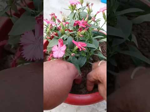 how to grow dianthus flower plant || flower plant care tips #gardening