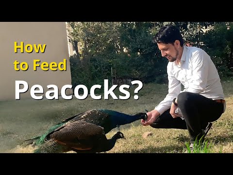 How to Feed Peacocks