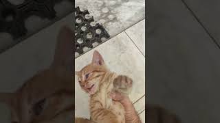 baby kitten 2