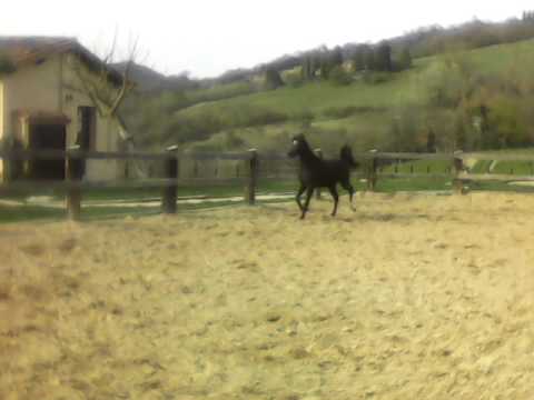 Filly by Magic Magnifique