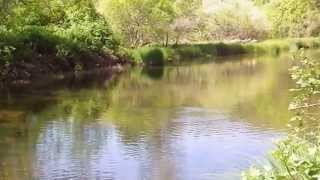 Popcorn Trout  in Grass Valley CA.