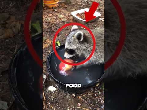 Why Do Raccoons Wash Their Food? 🦝💦 #Raccoons #AnimalFacts #Wildlife