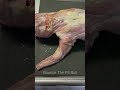 The Reaction My Pitbull Saw Rabbit Meat For The First Time
