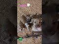 707-5908919 ABKc paperwork 1 female and 3 male’s left delivery available #puppy #fairfield #babydog