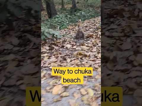 Chuka Beach Forest