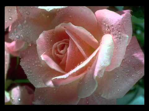 HAPPY BIRTHDAY- Salwa