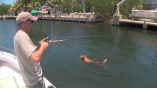 preview picture of video 'TARPON FISHING - Golden Retriever attacks tarpon!'