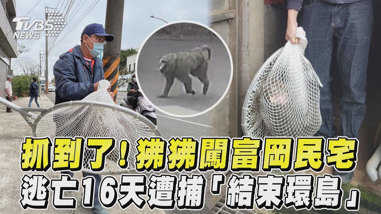 抓到了!狒狒被麻醉槍擊中結束18天逃亡 先送六福村治療