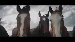 Cowboys are Frequently Secretly Fond of Each Other