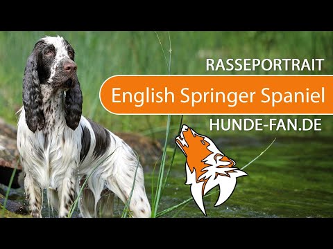 ► English Springer Spaniel [2019] Rasse, Aussehen & Charakter