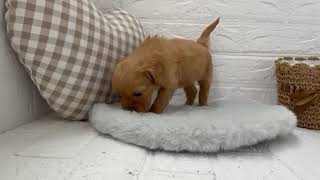 ハーフ犬の動画01