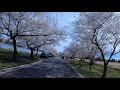 CherryBlossomsInFullBloomAtHainsPoint(EastPotomacPark)--21Mar2023