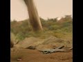 Idris Elba Hides From The Beast Shorts Beast