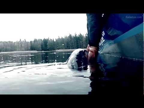 Syyshauki 12,3 kg ja lokakuun merimaisemia