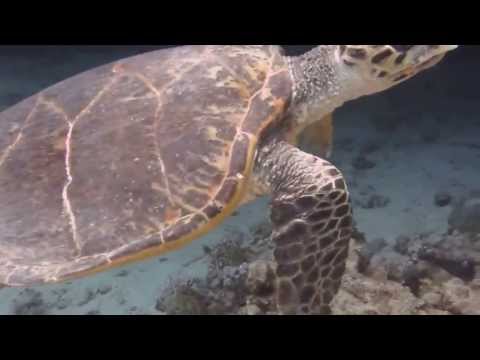 Turtle at Somaya 2013